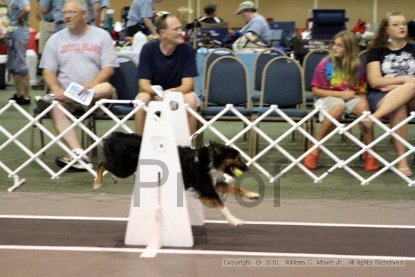 IMG_7777.jpg - Dawg Derby Flyball TournementJuly 10, 2010Classic CenterAthens, Ga