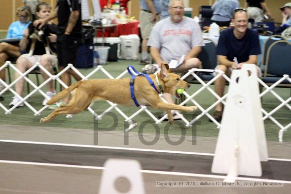 IMG_7786.jpg - Dawg Derby Flyball TournementJuly 10, 2010Classic CenterAthens, Ga