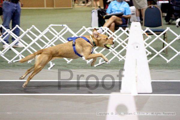 IMG_7791.jpg - Dawg Derby Flyball TournementJuly 10, 2010Classic CenterAthens, Ga