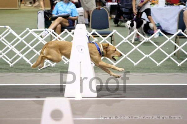 IMG_7792.jpg - Dawg Derby Flyball TournementJuly 10, 2010Classic CenterAthens, Ga