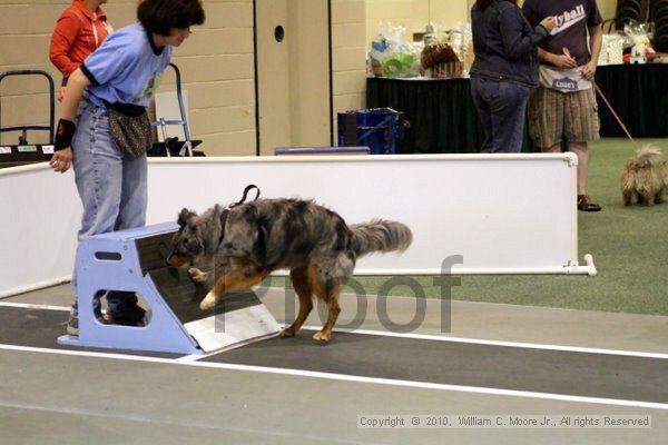 IMG_7793.jpg - Dawg Derby Flyball TournementJuly 10, 2010Classic CenterAthens, Ga