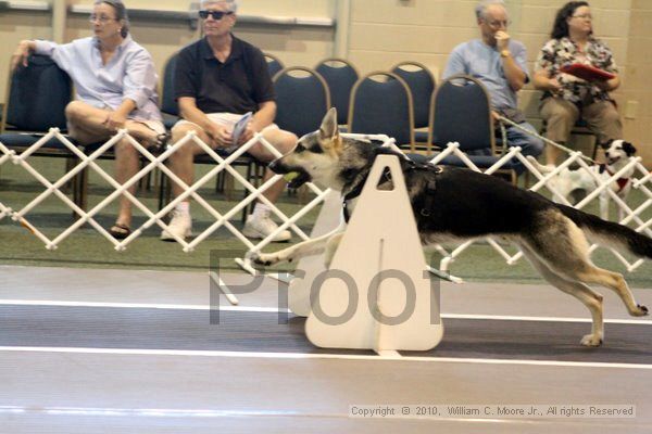 IMG_7798.jpg - Dawg Derby Flyball TournementJuly 10, 2010Classic CenterAthens, Ga