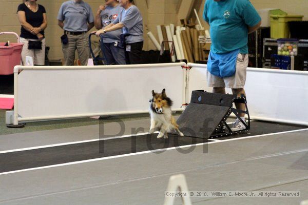 IMG_7812.jpg - Dawg Derby Flyball TournementJuly 10, 2010Classic CenterAthens, Ga