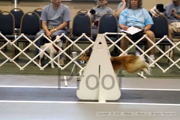 IMG_7813.jpg - Dawg Derby Flyball TournementJuly 10, 2010Classic CenterAthens, Ga