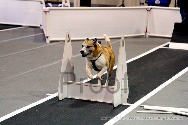 IMG_7814.jpg - Dawg Derby Flyball TournementJuly 10, 2010Classic CenterAthens, Ga