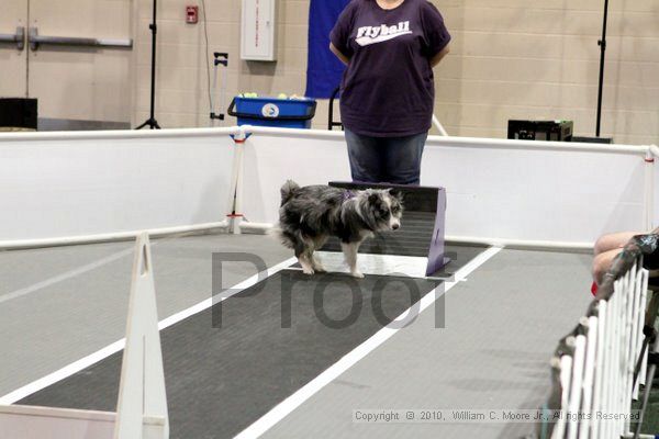 IMG_7815.jpg - Dawg Derby Flyball TournementJuly 10, 2010Classic CenterAthens, Ga