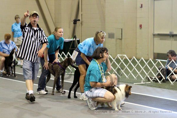 IMG_7818.jpg - Dawg Derby Flyball TournementJuly 10, 2010Classic CenterAthens, Ga