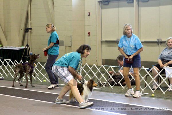 IMG_7820.jpg - Dawg Derby Flyball TournementJuly 10, 2010Classic CenterAthens, Ga