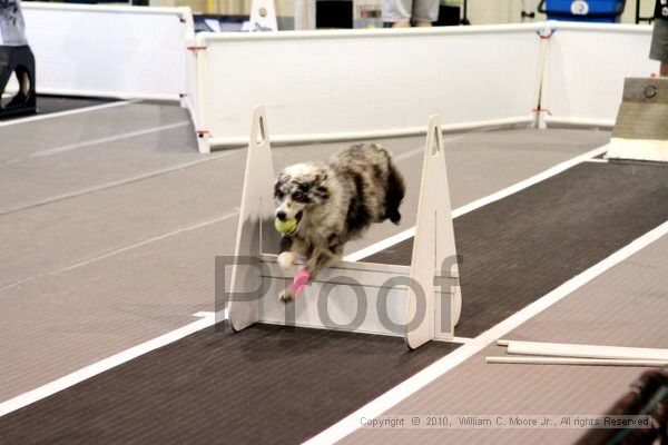 IMG_7831.jpg - Dawg Derby Flyball TournementJuly 10, 2010Classic CenterAthens, Ga