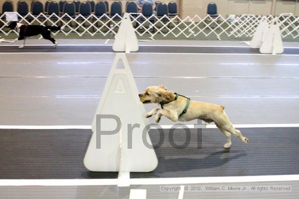 IMG_7854.jpg - Dawg Derby Flyball TournementJuly 10, 2010Classic CenterAthens, Ga