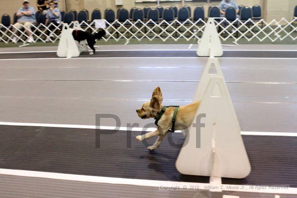 IMG_7855.jpg - Dawg Derby Flyball TournementJuly 10, 2010Classic CenterAthens, Ga