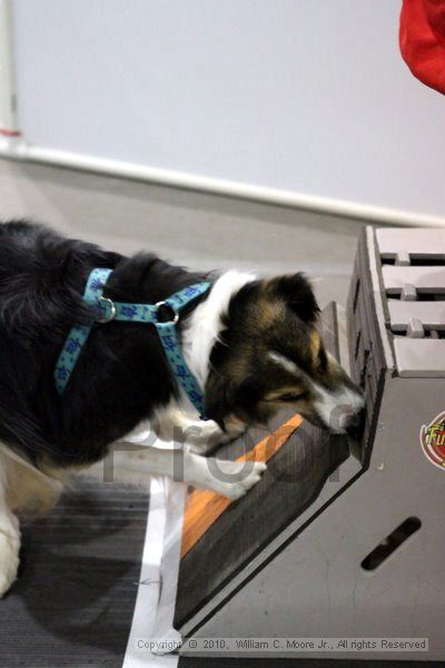 IMG_7866.jpg - Dawg Derby Flyball TournementJuly 10, 2010Classic CenterAthens, Ga