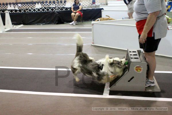 IMG_7873.jpg - Dawg Derby Flyball TournementJuly 10, 2010Classic CenterAthens, Ga