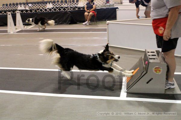 IMG_7875.jpg - Dawg Derby Flyball TournementJuly 10, 2010Classic CenterAthens, Ga