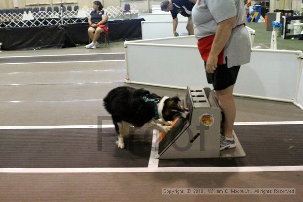 IMG_7876.jpg - Dawg Derby Flyball TournementJuly 10, 2010Classic CenterAthens, Ga