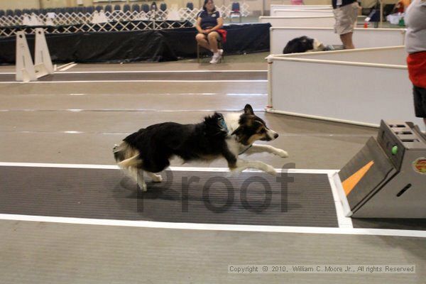 IMG_7883.jpg - Dawg Derby Flyball TournementJuly 10, 2010Classic CenterAthens, Ga