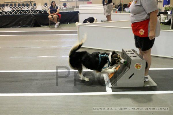 IMG_7884.jpg - Dawg Derby Flyball TournementJuly 10, 2010Classic CenterAthens, Ga