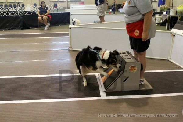 IMG_7885.jpg - Dawg Derby Flyball TournementJuly 10, 2010Classic CenterAthens, Ga