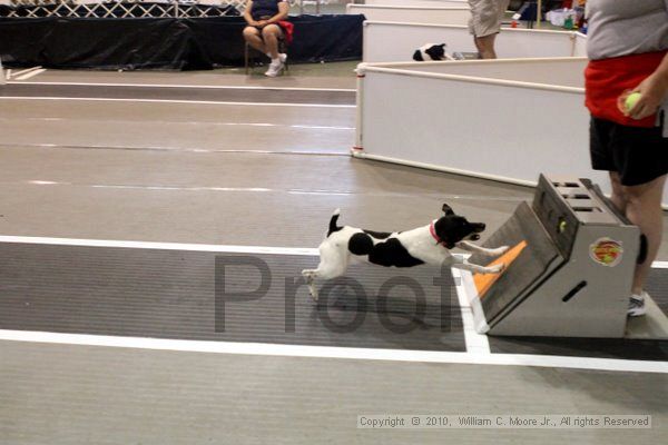 IMG_7886.jpg - Dawg Derby Flyball TournementJuly 10, 2010Classic CenterAthens, Ga