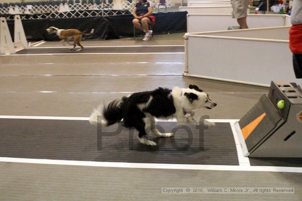 IMG_7889.jpg - Dawg Derby Flyball TournementJuly 10, 2010Classic CenterAthens, Ga