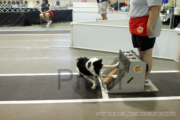 IMG_7891.jpg - Dawg Derby Flyball TournementJuly 10, 2010Classic CenterAthens, Ga