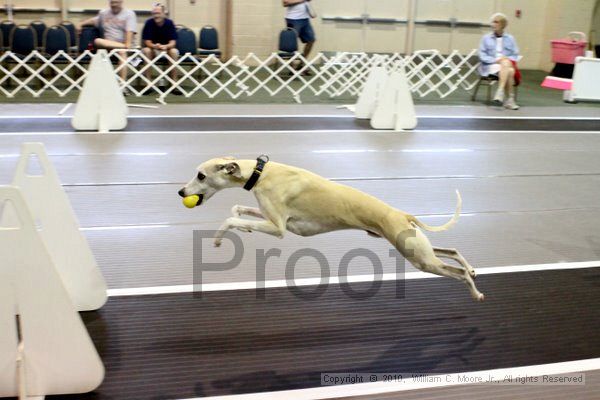 IMG_7899.jpg - Dawg Derby Flyball TournementJuly 10, 2010Classic CenterAthens, Ga
