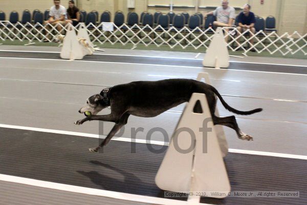 IMG_7903.jpg - Dawg Derby Flyball TournementJuly 10, 2010Classic CenterAthens, Ga