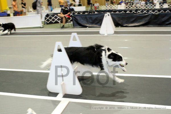 IMG_7907.jpg - Dawg Derby Flyball TournementJuly 10, 2010Classic CenterAthens, Ga