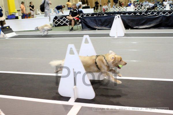 IMG_7909.jpg - Dawg Derby Flyball TournementJuly 10, 2010Classic CenterAthens, Ga