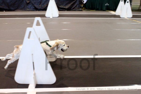 IMG_7934.jpg - Dawg Derby Flyball TournementJuly 10, 2010Classic CenterAthens, Ga