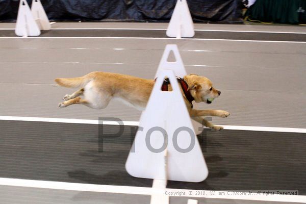 IMG_7940.jpg - Dawg Derby Flyball TournementJuly 10, 2010Classic CenterAthens, Ga