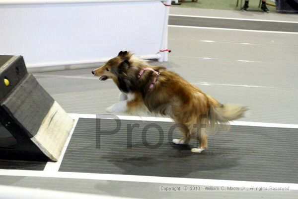 IMG_7951.jpg - Dawg Derby Flyball TournementJuly 10, 2010Classic CenterAthens, Ga