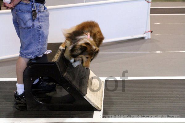 IMG_7965.jpg - Dawg Derby Flyball TournementJuly 10, 2010Classic CenterAthens, Ga