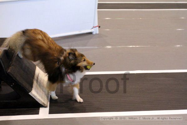 IMG_7967.jpg - Dawg Derby Flyball TournementJuly 10, 2010Classic CenterAthens, Ga