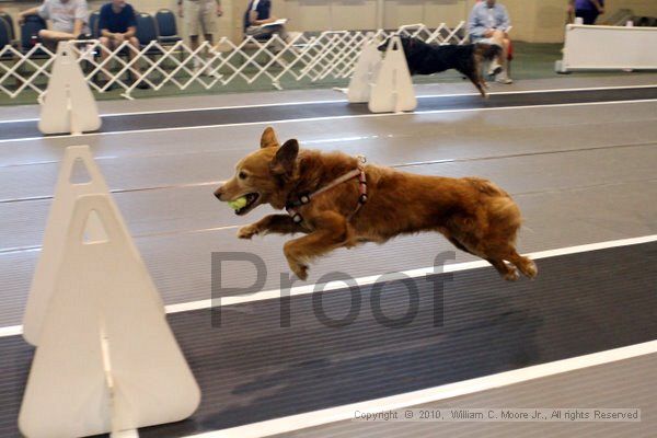 IMG_7973.jpg - Dawg Derby Flyball TournementJuly 10, 2010Classic CenterAthens, Ga