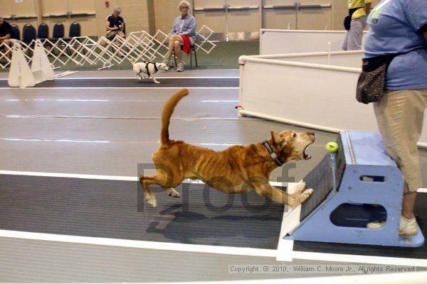 IMG_7978.jpg - Dawg Derby Flyball TournementJuly 10, 2010Classic CenterAthens, Ga