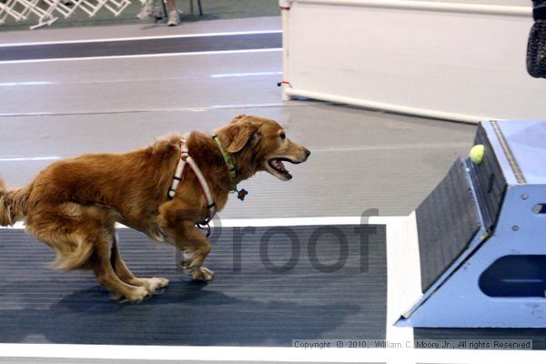 IMG_7998.jpg - Dawg Derby Flyball TournementJuly 10, 2010Classic CenterAthens, Ga