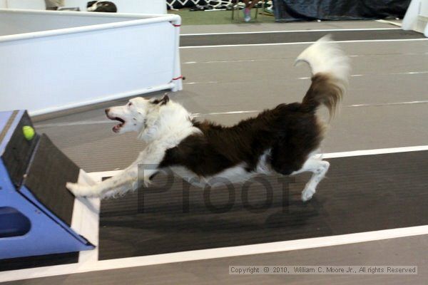 IMG_8062.jpg - Dawg Derby Flyball TournementJuly 10, 2010Classic CenterAthens, Ga