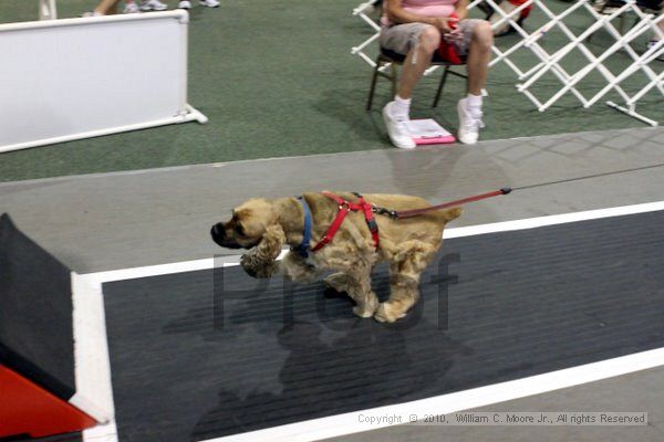 IMG_8074.jpg - Dawg Derby Flyball TournementJuly 10, 2010Classic CenterAthens, Ga