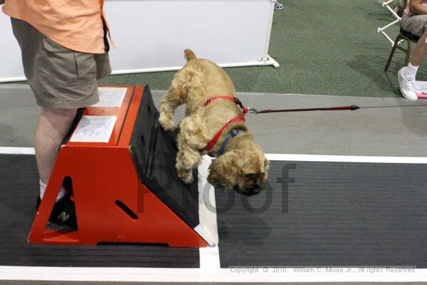 IMG_8078.jpg - Dawg Derby Flyball TournementJuly 10, 2010Classic CenterAthens, Ga