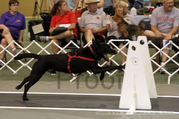 IMG_8082.jpg - Dawg Derby Flyball TournementJuly 10, 2010Classic CenterAthens, Ga