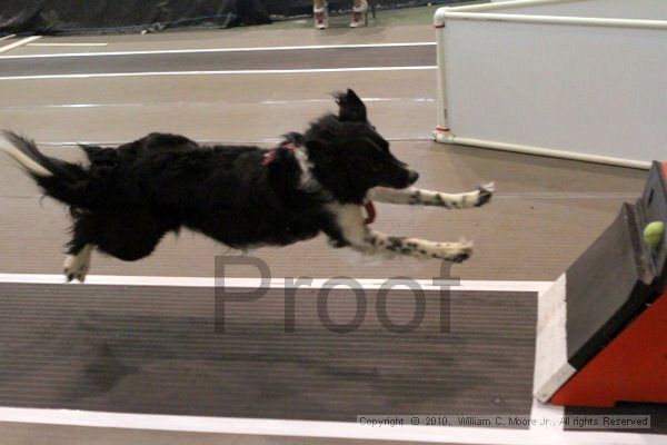 IMG_8101.jpg - Dawg Derby Flyball TournementJuly 10, 2010Classic CenterAthens, Ga