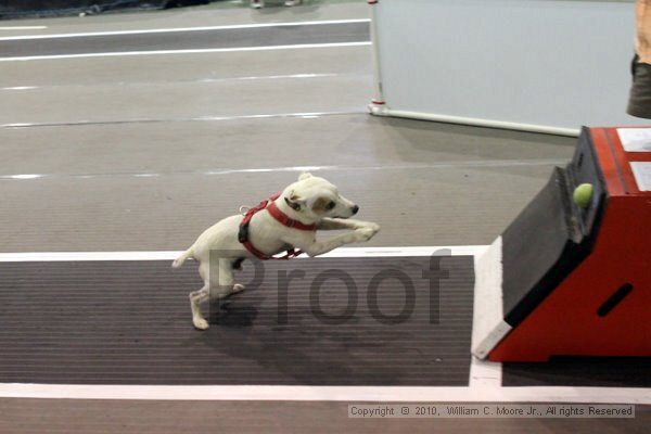 IMG_8104.jpg - Dawg Derby Flyball TournementJuly 10, 2010Classic CenterAthens, Ga