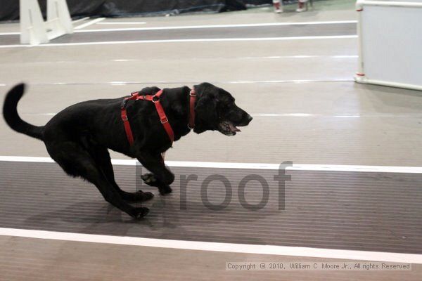 IMG_8107.jpg - Dawg Derby Flyball TournementJuly 10, 2010Classic CenterAthens, Ga