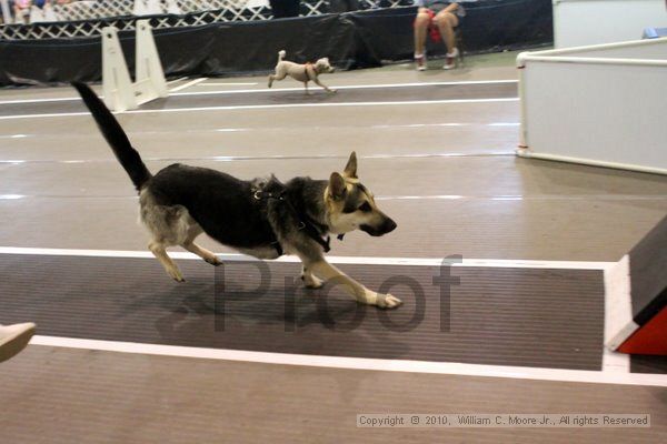 IMG_8111.jpg - Dawg Derby Flyball TournementJuly 10, 2010Classic CenterAthens, Ga