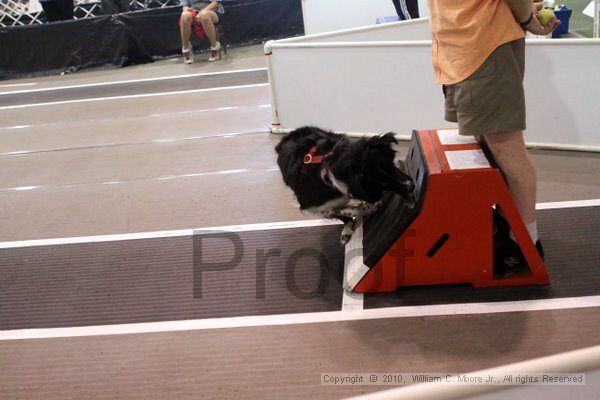 IMG_8119.jpg - Dawg Derby Flyball TournementJuly 10, 2010Classic CenterAthens, Ga