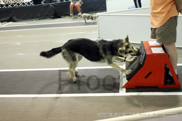 IMG_8127.jpg - Dawg Derby Flyball TournementJuly 10, 2010Classic CenterAthens, Ga