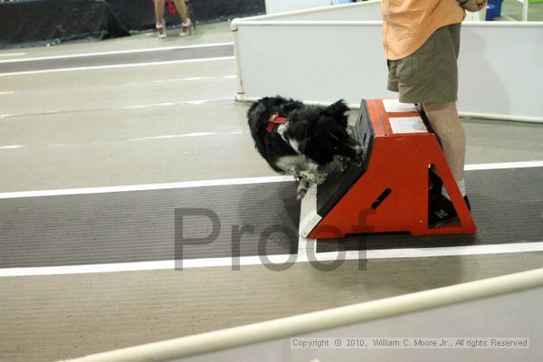 IMG_8131.jpg - Dawg Derby Flyball TournementJuly 10, 2010Classic CenterAthens, Ga