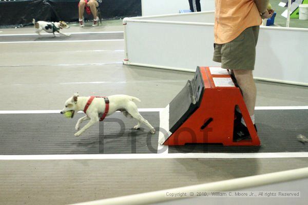 IMG_8136.jpg - Dawg Derby Flyball TournementJuly 10, 2010Classic CenterAthens, Ga