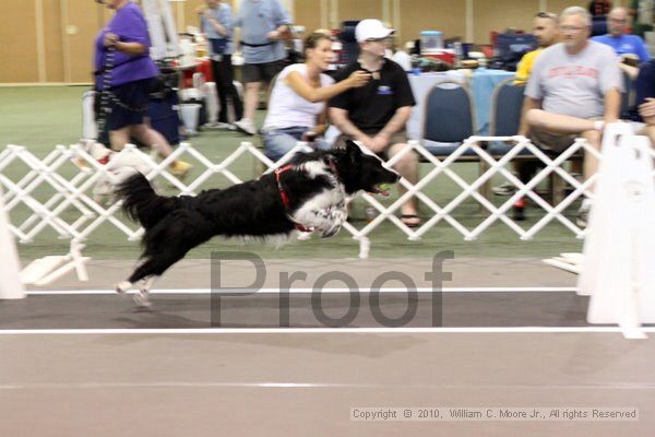 IMG_8199.jpg - Dawg Derby Flyball TournementJuly 10, 2010Classic CenterAthens, Ga